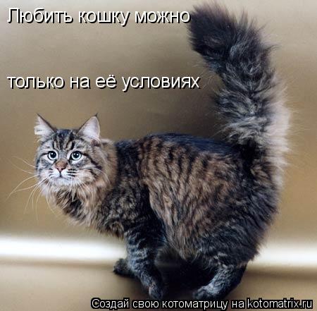 Любить кошку можно только на её условиях... Котоматрица: Любить кошку можно только на её условиях