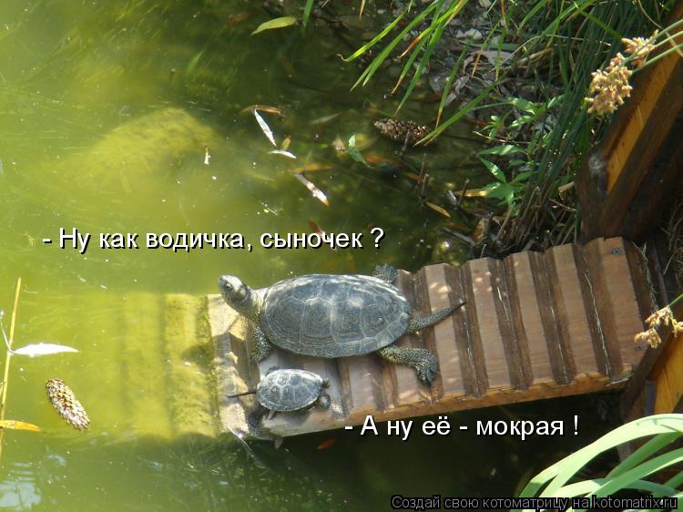 - Ну как водичка, сыночек ? - А ну её - мокрая !... Котоматрица: - Ну как водичка, сыночек ? - А ну её - мокрая !