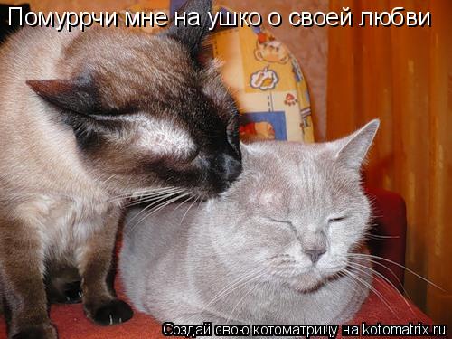 Помуррчи мне на ушко о своей любви... Котоматрица: Помуррчи мне на ушко о своей любви