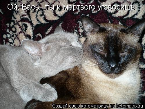 Ой, Вась...ты и мертвого уговоришь... Котоматрица: Ой, Вась...ты и мертвого уговоришь