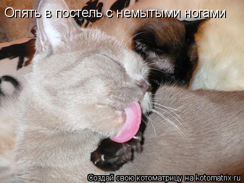 Котоматрица: Опять в постель с немытыми ногами