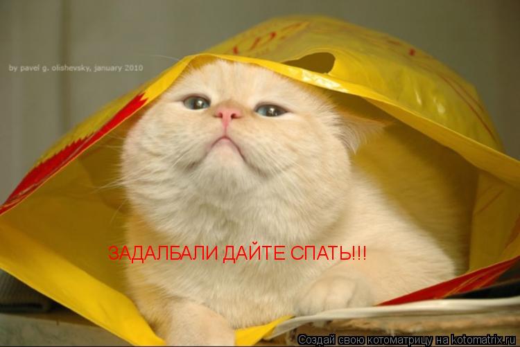 ЗАДАЛБАЛИ ДАЙТЕ СПАТЬ!!!... Котоматрица: ЗАДАЛБАЛИ ДАЙТЕ СПАТЬ!!!