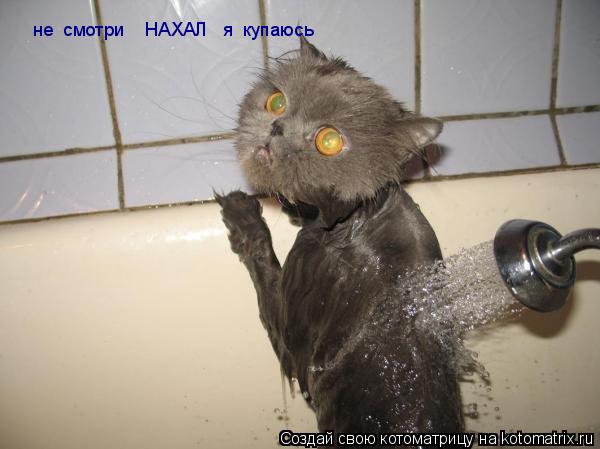 не смотри НАХАЛ я купаюсь... Котоматрица: не смотри НАХАЛ я купаюсь