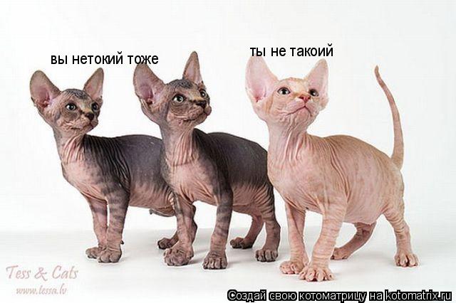 ты не такоий вы нетокий тоже... Котоматрица: ты не такоий вы нетокий тоже