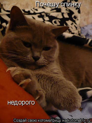 Котоматрица: Почешу спинку недорого