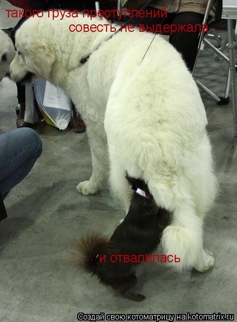 такого груза преступлений совесть не выдержала ... и отвалилась ...... Котоматрица: такого груза преступлений совесть не выдержала ... и отвалилась ...