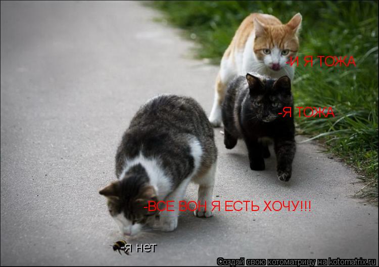 -ВСЕ ВОН Я ЕСТЬ ХОЧУ!!! -Я ТОЖА -И Я ТОЖА -я нет... Котоматрица: -ВСЕ ВОН Я ЕСТЬ ХОЧУ!!! -Я ТОЖА -И Я ТОЖА -я нет