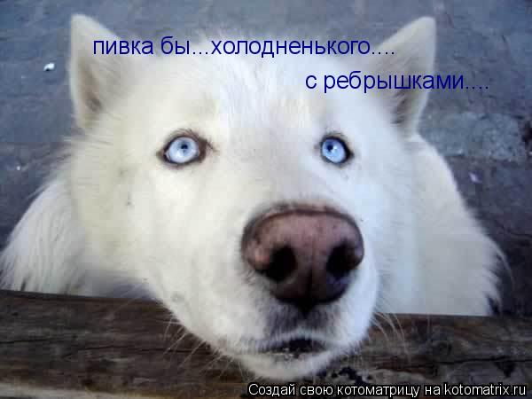 пивка бы...холодненького.... с ребрышками....... Котоматрица: пивка бы...холодненького.... с ребрышками....