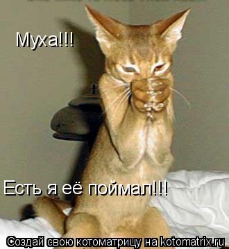 Муха!!! Есть я её поймал!!!... Котоматрица: Муха!!! Есть я её поймал!!!