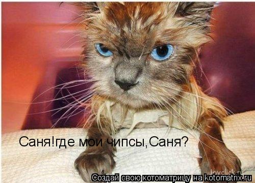 Саня!где мои чипсы,Саня?... Котоматрица: Саня!где мои чипсы,Саня?