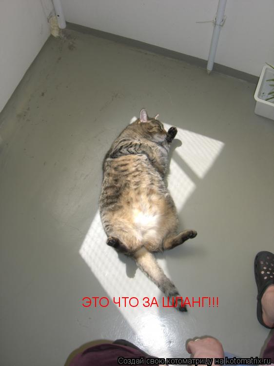 ЭТО ЧТО ЗА ШЛАНГ!!!... Котоматрица: ЭТО ЧТО ЗА ШЛАНГ!!!