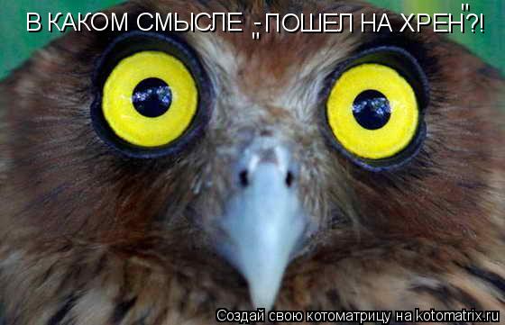 В КАКОМ СМЫСЛЕ - ПОШЕЛ НА ХРЕН?! " "... Котоматрица: В КАКОМ СМЫСЛЕ - ПОШЕЛ НА ХРЕН?! " "