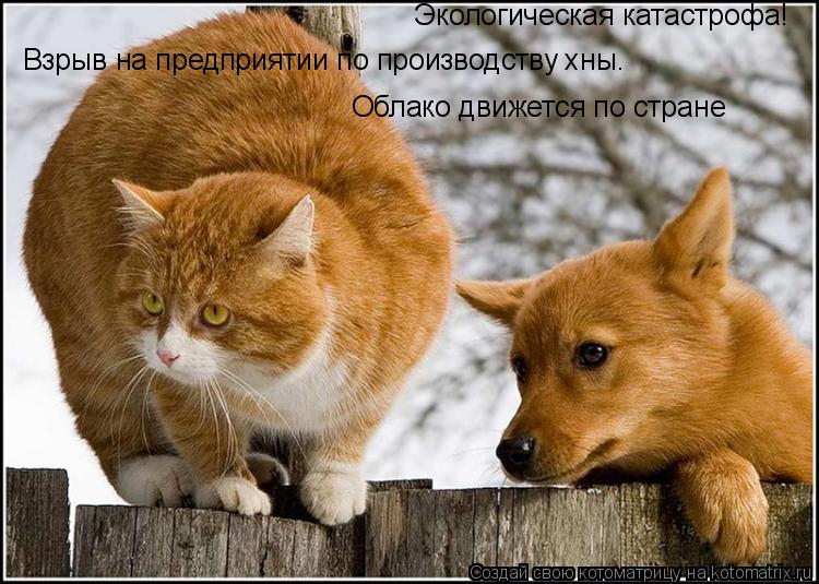 Экологическая катастрофа! Взрыв на предприятии по производству хны. Облако движется по стране... Котоматрица: Экологическая катастрофа! Взрыв на предприятии по производству хны. Облако движется по стране