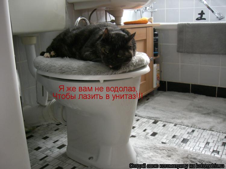 Я же вам не водолаз, Чтобы лазить в унитаз!!!... Котоматрица: Я же вам не водолаз, Чтобы лазить в унитаз!!!