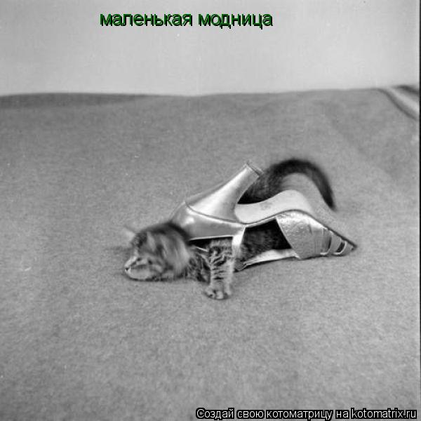 маленькая модница... Котоматрица: маленькая модница
