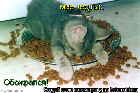 Обожрался! мне кердык.... Котоматрица: Обожрался! мне кердык.