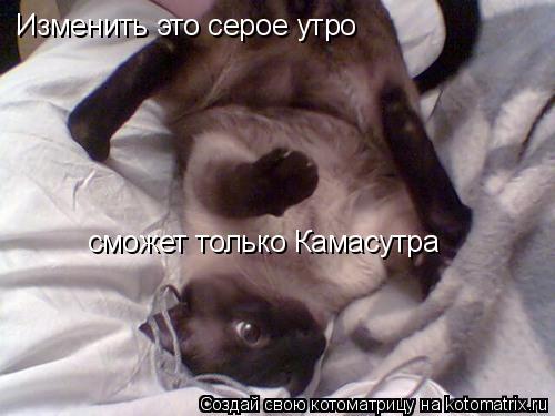 Изменить это серое утро сможет только Камасутра... Котоматрица: Изменить это серое утро сможет только Камасутра