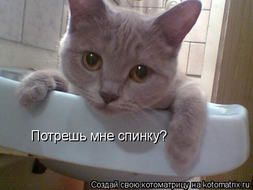 Котоматрица: Потрешь мне спинку?