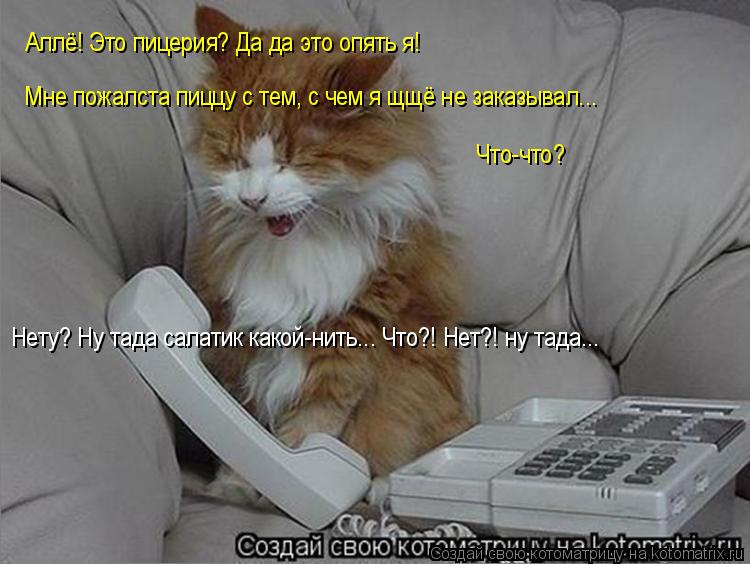 Аллё! Это пицерия? Да да это опять я! Аллё! Это пицерия? Да да это опять я! Мне пожалста пиццу с тем,... Котоматрица: Аллё! Это пицерия? Да да это опять я! Аллё! Это пицерия? Да да это опять я! Мне пожалста пиццу с тем, с чем я щщё не заказывал... Что-что? Нету? Ну т
