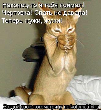 Наконец-то я тебя поймал! Чертовка! Спать не давала! Теперь жужи, жужи!... Котоматрица: Наконец-то я тебя поймал! Чертовка! Спать не давала! Теперь жужи, жужи!