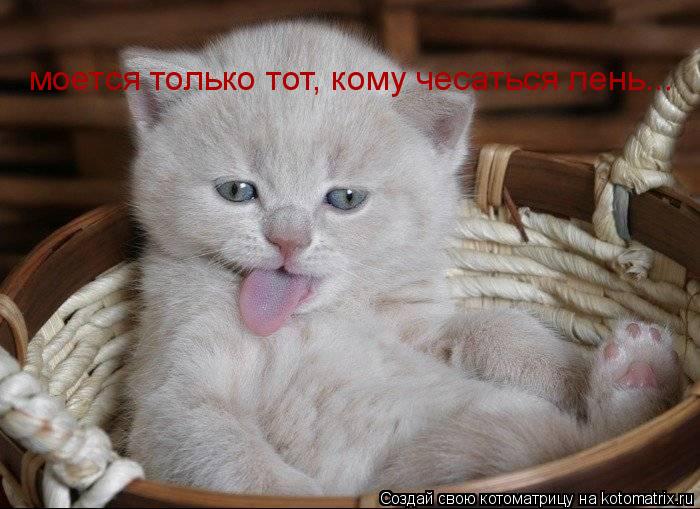 моется только тот, кому чесаться лень...... Котоматрица: моется только тот, кому чесаться лень...
