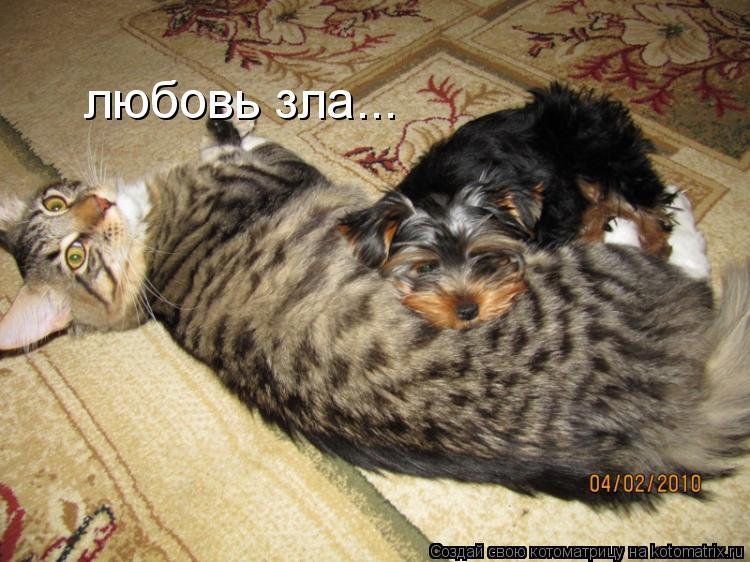 любовь зла...... Котоматрица: любовь зла...