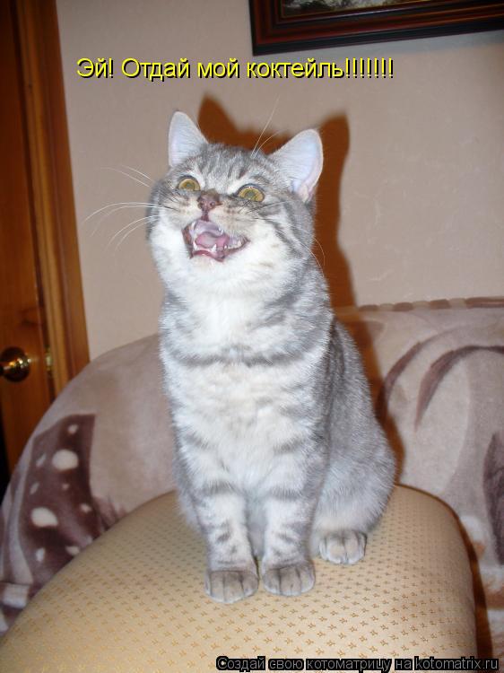 Эй! Отдай мой коктейль!!!!!!!... Котоматрица: Эй! Отдай мой коктейль!!!!!!!