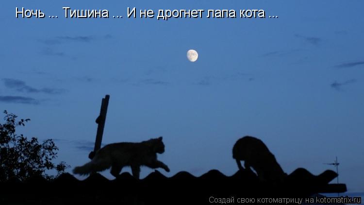 Ночь ... Тишина ... И не дрогнет лапа кота ...... Котоматрица: Ночь ... Тишина ... И не дрогнет лапа кота ...
