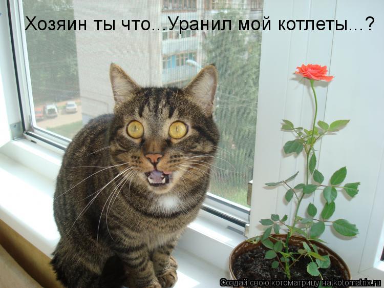 Хозяин ты что...Уранил мой котлеты...?... Котоматрица: Хозяин ты что...Уранил мой котлеты...?