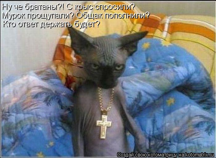 Ну че братаны?! С крыс спросили? Мурок прощупали? Общак пополнили? Кто ответ держать будет?... Котоматрица: Ну че братаны?! С крыс спросили? Мурок прощупали? Общак пополнили? Кто ответ держать будет?