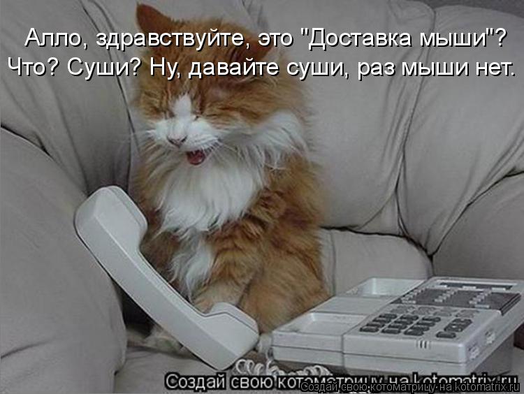Котоматрица: Алло, здравствуйте, это "Доставка мыши"? Что? Суши? Ну, давайте суши, раз мыши нет.