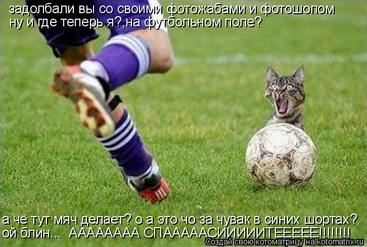 Котоматрица: задолбали вы со своими фотожабами и фотошопом ну и где теперь я?,на футбольном поле? а чё тут мяч делает? о а это чо за чувак в синих шортах? ой