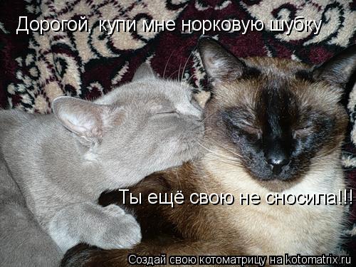 Дорогой, купи мне норковую шубку Ты ещё свою не сносила!!!... Котоматрица: Дорогой, купи мне норковую шубку Ты ещё свою не сносила!!!
