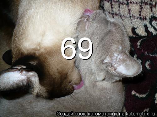 69... Котоматрица: 69