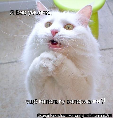 Я Вас умоляю, ещё капельку валерианки?!... Котоматрица: Я Вас умоляю, ещё капельку валерианки?!