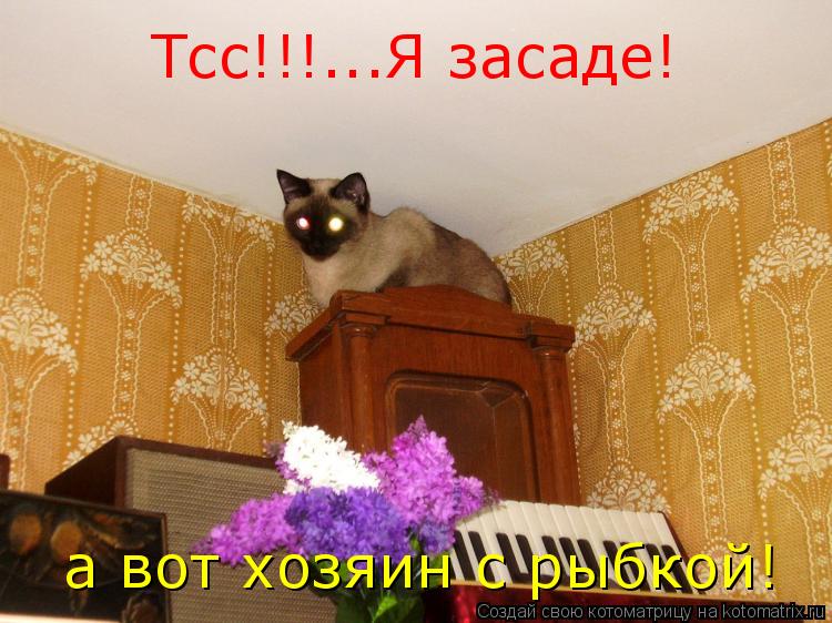 Тсс!!!...Я засаде! а вот хозяин с рыбкой!... Котоматрица: Тсс!!!...Я засаде! а вот хозяин с рыбкой!