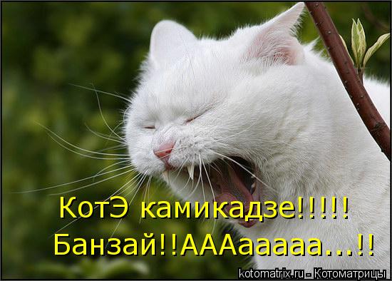 КотЭ камикадзе!!!!! Банзай!!АААааааа...!!... Котоматрица: КотЭ камикадзе!!!!! Банзай!!АААааааа...!!