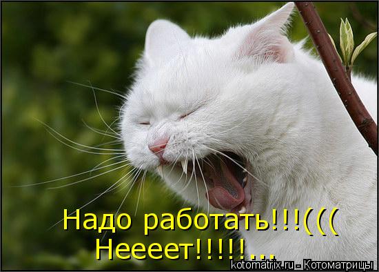 Надо работать!!!((( Неееет!!!!!...... Котоматрица: Надо работать!!!((( Неееет!!!!!...