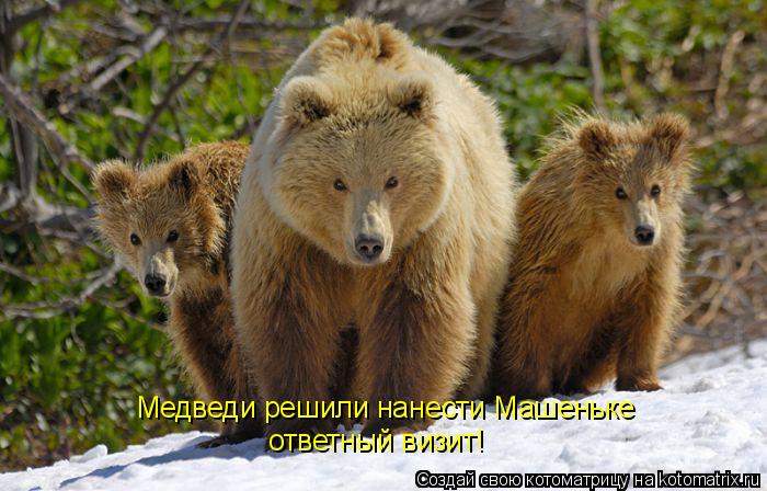 Медведи решили нанести Машеньке ответный визит!... Котоматрица: Медведи решили нанести Машеньке ответный визит!