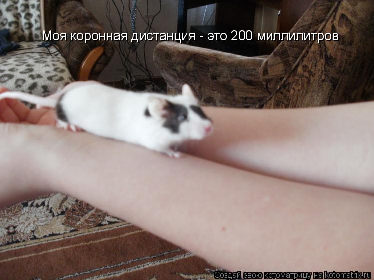 Моя коронная дистанция - это 200 миллилитров... Котоматрица: Моя коронная дистанция - это 200 миллилитров