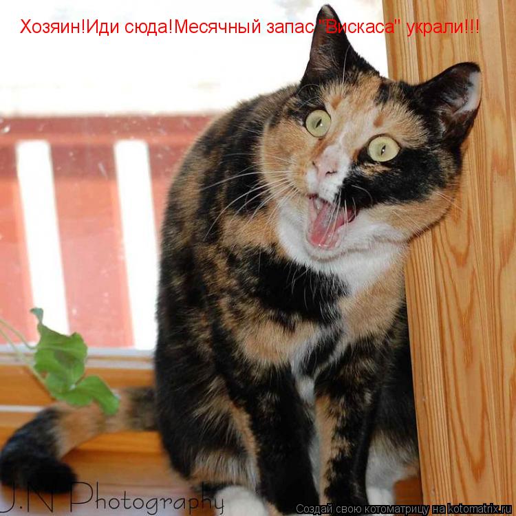 Котоматрица: Хозяин!Иди сюда!Месячный запас "Вискаса" украли!!!