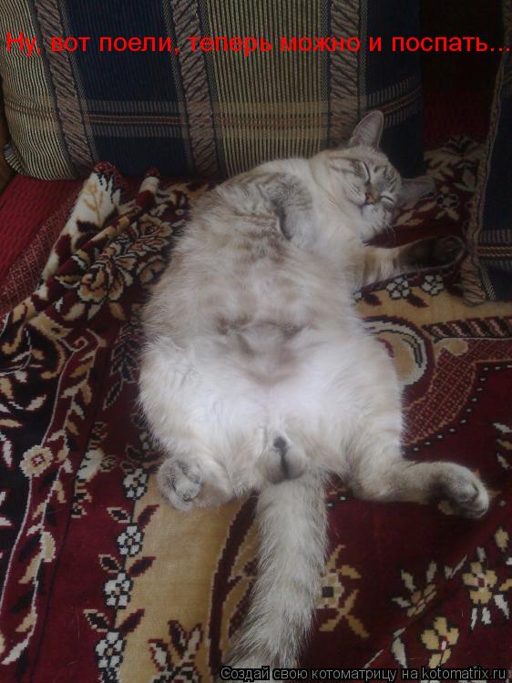 Ну, вот поели, теперь можно и поспать...... Котоматрица: Ну, вот поели, теперь можно и поспать...