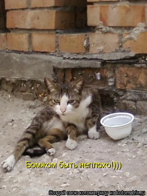 Бомжом быть неплохо!)))... Котоматрица: Бомжом быть неплохо!)))