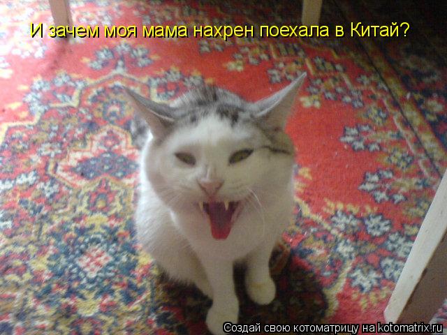 И зачем моя мама нахрен поехала в Китай?... Котоматрица: И зачем моя мама нахрен поехала в Китай?
