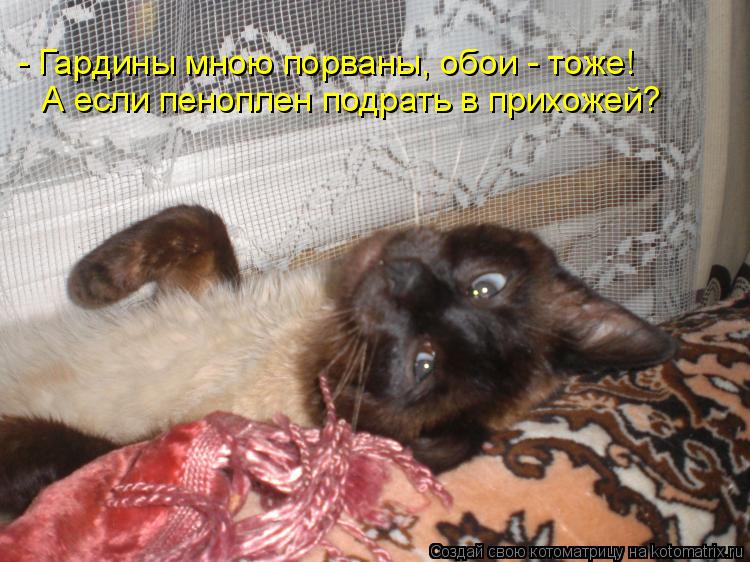 - Гардины мною порваны, обои - тоже! А если пеноплен подрать в прихожей?... Котоматрица: - Гардины мною порваны, обои - тоже! А если пеноплен подрать в прихожей?