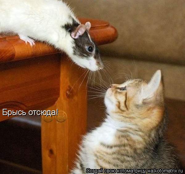 Брысь отсюда! ... Котоматрица: Брысь отсюда!