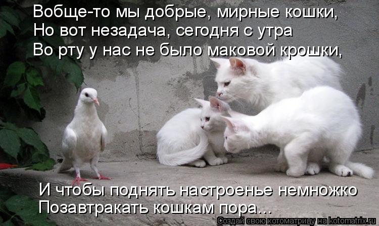 Вобще-то мы добрые, мирные кошки, Но вот незадача, сегодня с утра И чтобы поднять настроенье немножко... Котоматрица: Вобще-то мы добрые, мирные кошки, Но вот незадача, сегодня с утра И чтобы поднять настроенье немножко Позавтракать кошкам пора... Во рту у нас