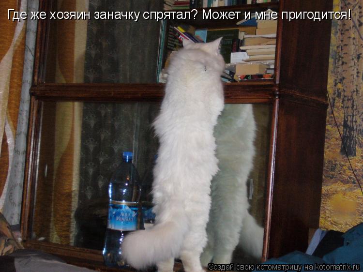 Где же хозяин заначку спрятал? Может и мне пригодится!... Котоматрица: Где же хозяин заначку спрятал? Может и мне пригодится!