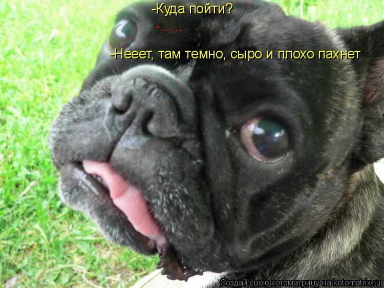 -Куда пойти? -Нееет, там темно, сыро и плохо пахнет -.......... Котоматрица: -Куда пойти? -Нееет, там темно, сыро и плохо пахнет -.......