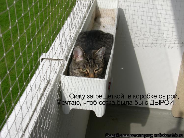 Котоматрица: Сижу за решеткой, в коробке сырой,  Мечтаю, чтоб сетка была бы с ДЫРОЙ!